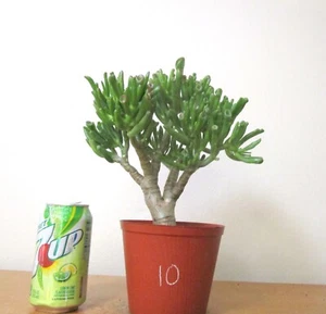 Dwarf Jade Gollum Crassula plant for shohin mame bonsai tree thick trunk #1 - Picture 1 of 4