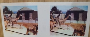 True To Life Stereo Weet Bix 🏆1964 #7 GIRAFFE  Picture Card🏆 - Picture 1 of 2