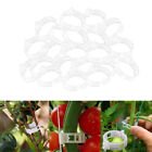 200x Tomato Plant   Clamp Connects Vines Garden Clips for Greenhouse
