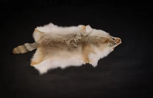 Kanadisches Coyotenfell - Qualität A | Fell Pelz Echtpelz Kojotenfell Kojote - Bild 1 von 4