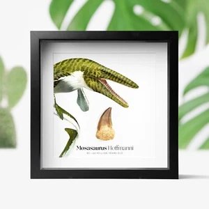 Mosasaurus Tooth & Watercolour Illustration Dinosaur Fossil Box Frame Home Decor - Picture 1 of 5