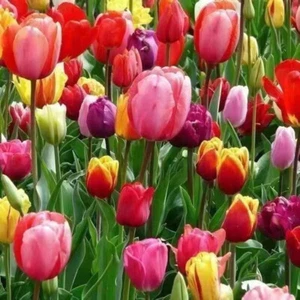 100Pcs Mix Colored Tulip Seeds Tulip Tulipa Garden Flower - Picture 1 of 6