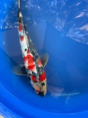 Dainichi Showa japonés 12 pulgadas Foto 1 de 4