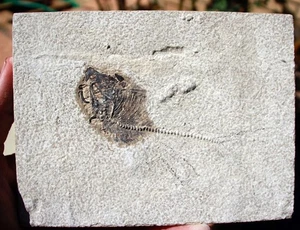 Two /Three? Unprepared Fossil Fish (with bonus poop)  from 18" Layer - Picture 1 of 9