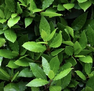 100x BAY LAUREL LAURUS NOBILIS BAY LEAF TREE 100 SEEDS - Picture 1 of 1