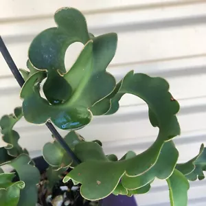 Epiphyllum UNIQUE LEAVES great Hanging Basket ROOTED PLANT CURLY SUE - Picture 1 of 3