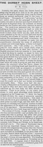 1894 Dorset Horn Schafe auf der Poundburg Fair Dorchester Dorset Poundbury - Bild 1 von 1