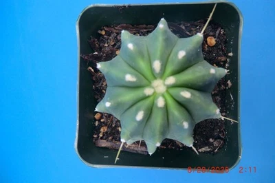 Ferocactus glaucescens inermis товар #269 - Изображение 1 из 4