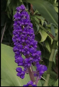 Hawaiian Blue (polu) Dichorisandra Thyrsiflora Ginger Plant Roots 2 Pack  - Picture 1 of 6