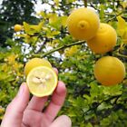 2 Cold Hardy Citrus Trifoliate Orange Plants, 3-4 Inches - Read Description!