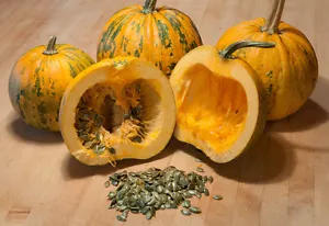 Styrian Oil pumpkin (Cucurbita pepo) - 50/200/500 SEEDS - Without shell + Gift - Picture 1 of 2