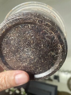 TROPICAL Grindal Worms Starter Culture comes in a 12 oz container. buy two, 1 is free