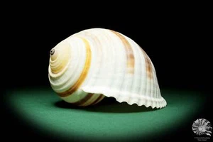 Tonna sulcosa Philippinen Schnecke rezent conch shell snail Präparat Tonnidae - Bild 1 von 7