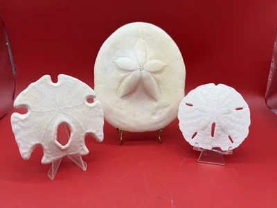 3 Puffy Sea Biscuit Sand Dollar Seashell Nautical Ocean Beach Decor - Image 1 of 4