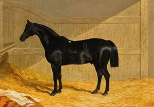 John Frederick Herring - Black Horse In a Stable Vintage Wall Art Print Poster - Picture 1 of 6