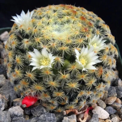 Mammillaria schiedeana Clumping Fuzzy Gold Mini Cactus Red Fruit 28 - Image 1 of 3