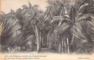 Mauritius - PAMPLEMOUSSES GARDEN - The Palm tree Avenue - Publ. C. Guillemin & C - Bild 1 von 2