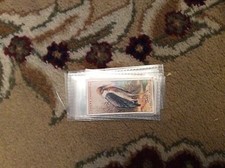 U1-4 cigarette card Foreign Birds - Ogdens 1924 no 40