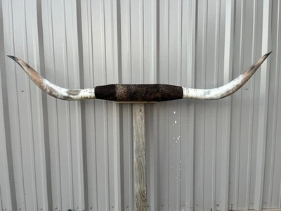 MOUNTED STEER HORNS  6 Feet wide LONGHORN POLISHED MOUNT BULL COW - Image 1 of 4