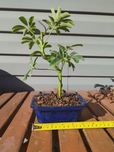 Hawaiian Umbrella Bonsai Live Tree Schefflera Arboricola Luseane Indoor 6 Inch - Picture 1 of 6
