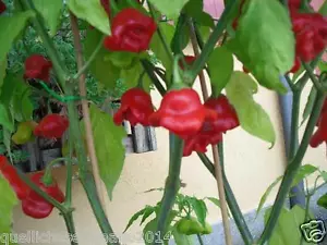 20 semi puri originali di BISHOP'S CROWN PEPERONCINO piccante + GUIDA ALLA COLT - Bild 1 von 1