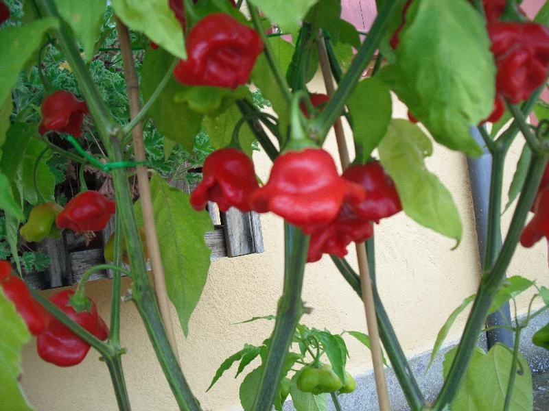 20 Original BISHOP'S CROWN SPICY CHILLI Pure Seeds + CULT GUIDE