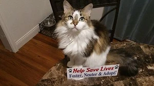 Help Save Lives Foster Neuter Adopt 3x10 Bumper Sticker Decal Cat Kitten Paws - Bild 1 von 8