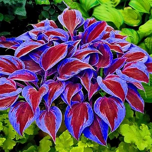 1 Pack 100 Blue Red Hosta Plant Seeds Hosta plantaginea Garden Flowers Perennial - Picture 1 of 1