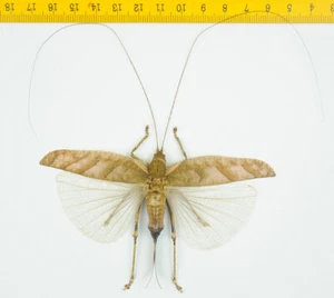HOPPER/KATYDID - Orthoptera sp ( Spread ) - Tapah Hills - MALAYSIA - 2877 - Picture 1 of 1