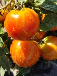 Tomate Pixie Striped , 10 semillas (349) - Imagen 1 de 1