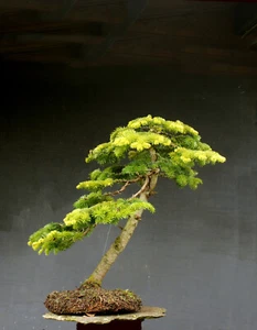 Bonsai Exterior Winterhart Abeto, Abies, H80 B70 D7 cm - Imagen 1 de 9