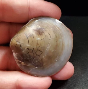 Natural Polished Bivalvia Clam Rough PELECYPODA Fossil  27 gr - Picture 1 of 5