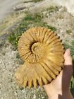 Ammonite Calycoceras du  Madagascar 185mm amonite Fossile