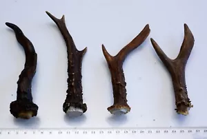 4 schöne Geweihstangen Rehstange Deko Tischdeko Floristik 175 g - Bild 1 von 2