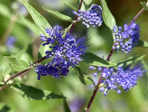 Bartblume Caryopteris x clandonensis 'Kew Blue' 40 - 60 cm im Container - Bild 1 von 1