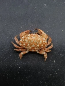 Spotted reef crab taxidermy. 53mm oddity Sea shell Marine #11984 - Imagen 1 de 5
