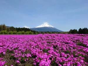 500 Teile Japans Berg Fuji und Shibazakura Puzzle 3 - Bild 1 von 2