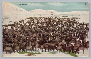 Postcard Portland Oregon 1912 Herd of Elk Feeding Posted 1924 - Picture 1 of 2