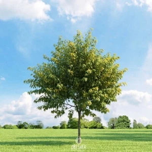Acer Negundo 10 PIEZAS semillas frescas, hoja de arce, semillas de árbol de arce Ashleaf - Imagen 1 de 9