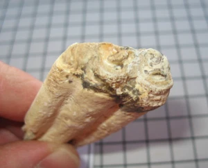 Pliozän Fossil Pferdezahn Dinohippus interpoliert Ogallala Oklahoma #1 - Bild 1 von 3