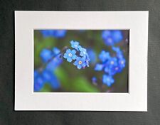 190206P1 - Forget-Me-Not Flowers - Photographic Print with White Photo Mount