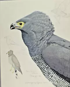 1926-30 Louis Fuertes African Harrier Hawk Stampa Pubblicazione Speciale Abissino - Foto 1 di 8