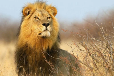 Африканский лев настенное искусство домашний декор - плакат 20 x 30 - Изображение 1 из 4