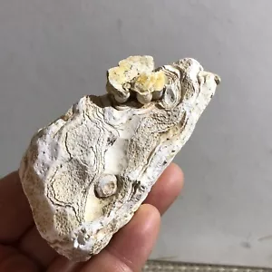 Beautiful ! Natural GoBi agate eye Agate Crystal Stone Specimen Healing 90g - Bild 1 von 10
