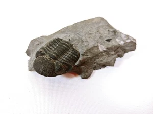 Vintage Reptil / Froschkopf? Fossil Rock Sample Specimen 3" x 1,25" - Bild 1 von 9