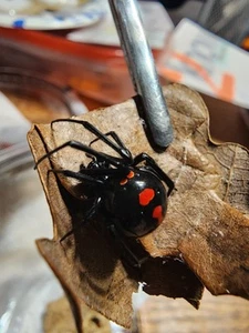 Real Black Widow Spider Latrodectus variolus female For Scientific Study - Picture 1 of 2