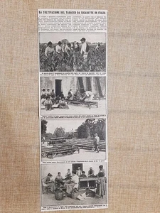 La coltivazione del tabacco in Italia nel 1914 Terra d'Otranto Puglia - Imagen 1 de 1
