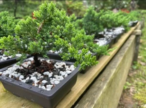 Juniper Bonsai Trees, Starter Plants LIVE - Picture 1 of 2