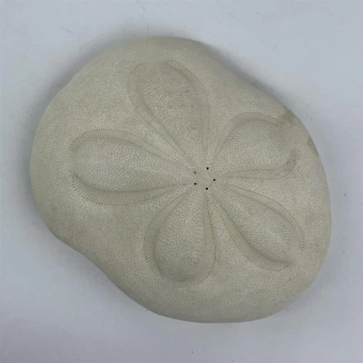 White Sea Biscuit Puffy Sand Dollar 4.5" x 3.5" x 1.5" Shell - Image 1 of 4