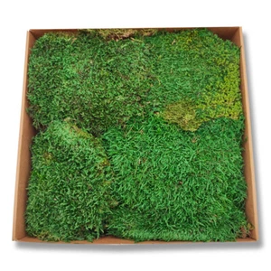 Konserviertes Lappenmoos - Waldmoos - Flachmoos Waldgrün - 0,60 kg pro Karton - Bild 1 von 5